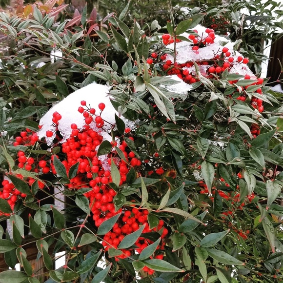 Meet your Posher, Paula - Picture 1 of 1